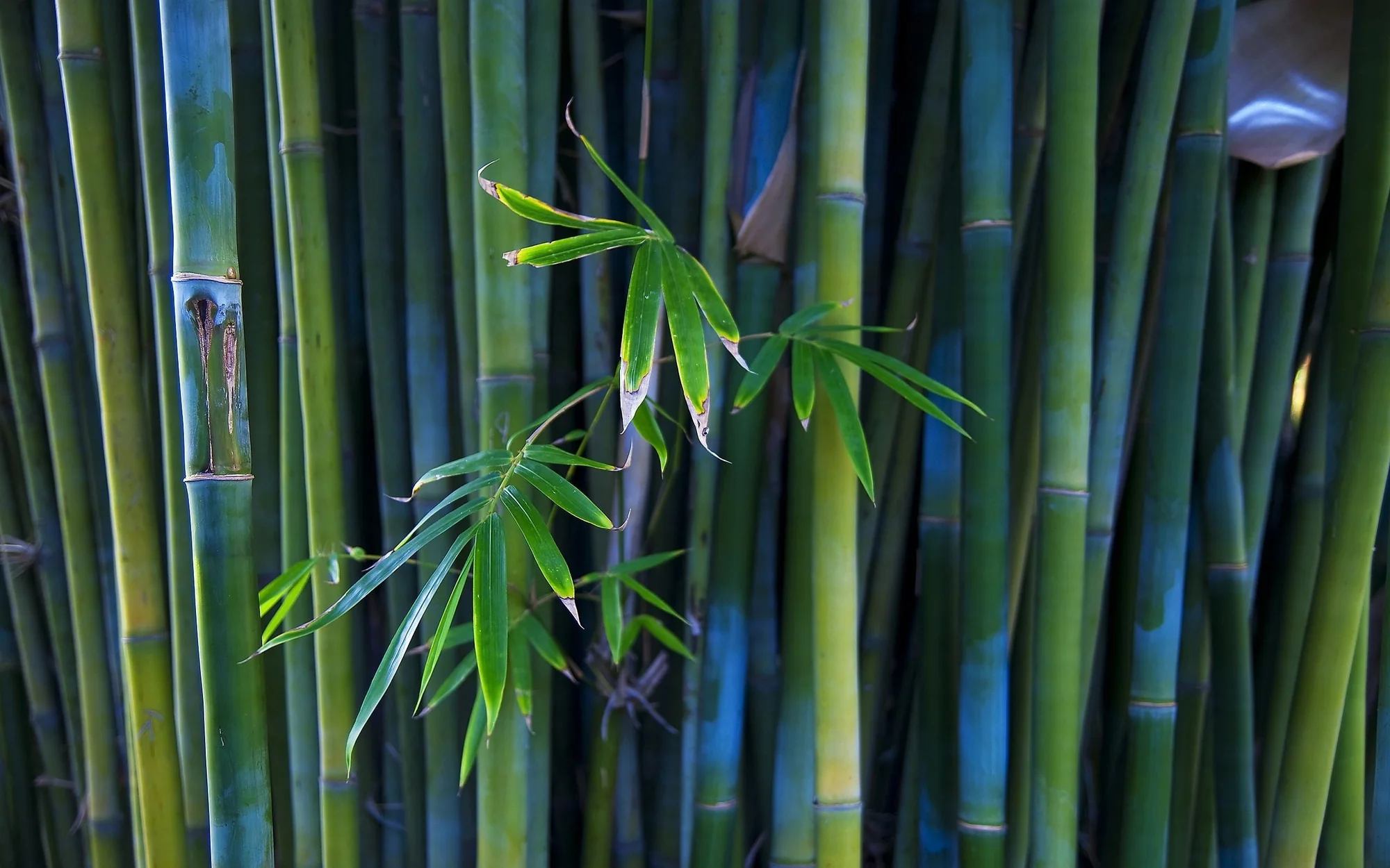 Bamboo grove - modular growth that carries its own structure