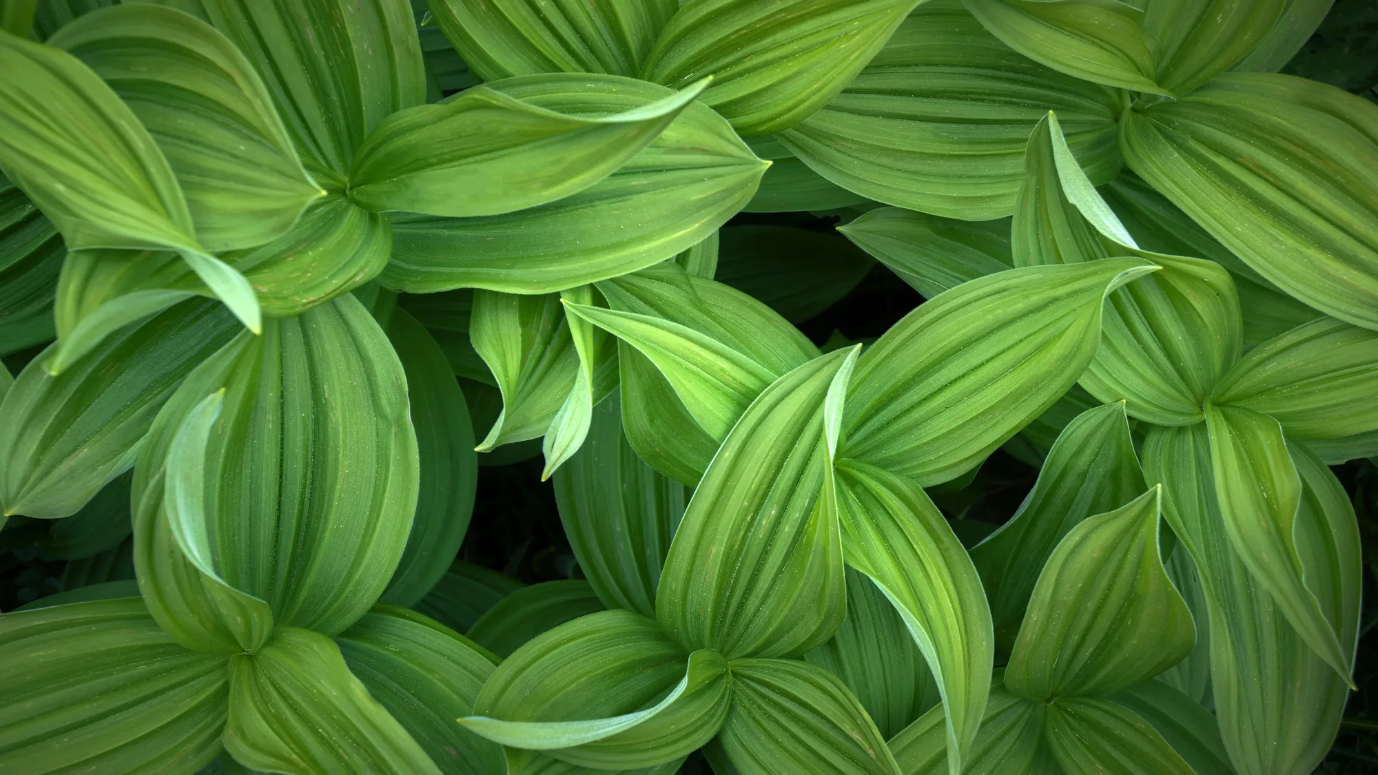 Close-up of green leaves